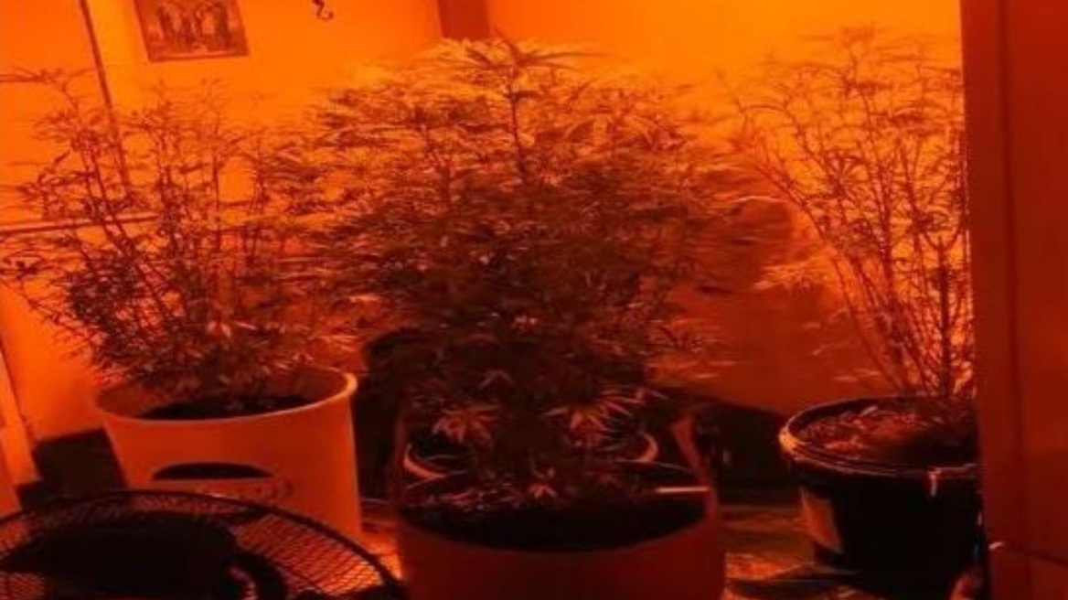 Δράμα: Καλλιεργούσαν υδροπονική κάνναβη στο σπίτι τους 