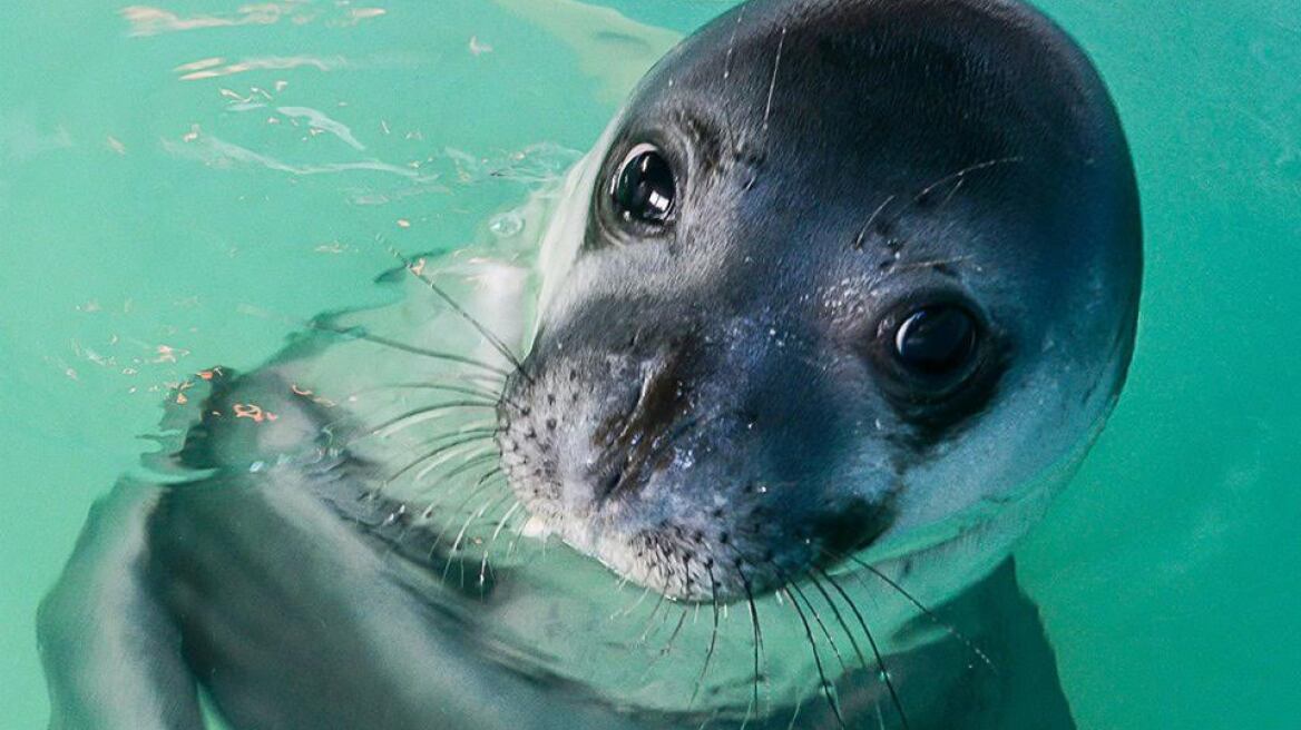 Μεσογειακή φώκια: Κοινές δράσεις σε Ελλάδα και Κύπρο για την προστασία της 