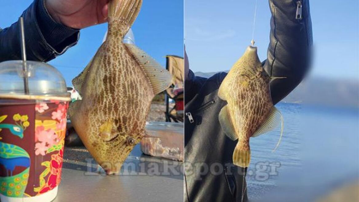 Σπάνιο είδος ψαριού βρέθηκε σε θαλάσσια περιοχή της Φθιώτιδας