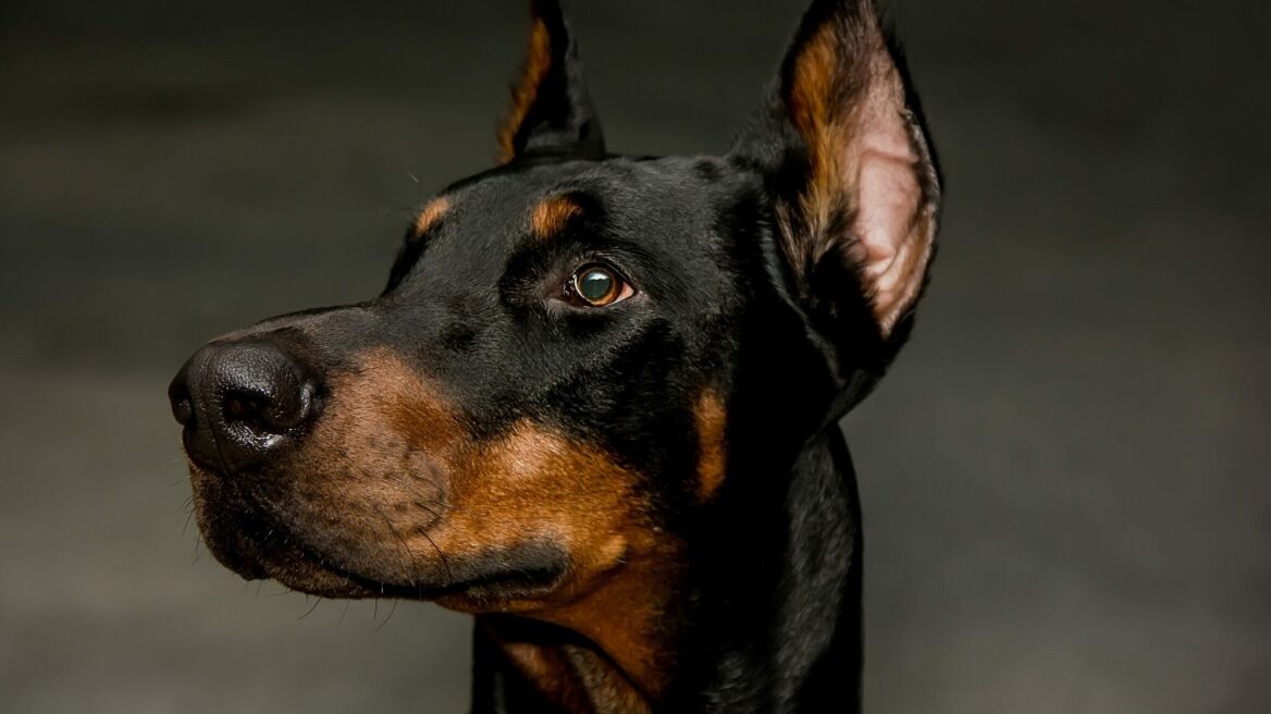 3 μύθοι για τα Ντόμπερμαν που πιθανώς πιστεύετε αλλά δεν ισχύουν