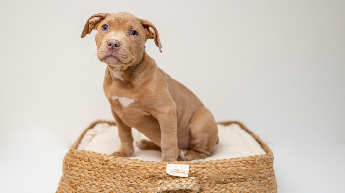 Μέχρι πότε ένας σκύλος θεωρείται κουτάβι – Από τι εξαρτάται