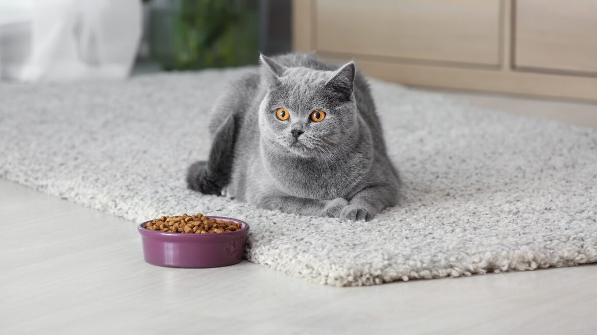 Δεν τρώει το μωρό γατάκι σας; Ποιοι μπορεί να είναι οι λόγοι