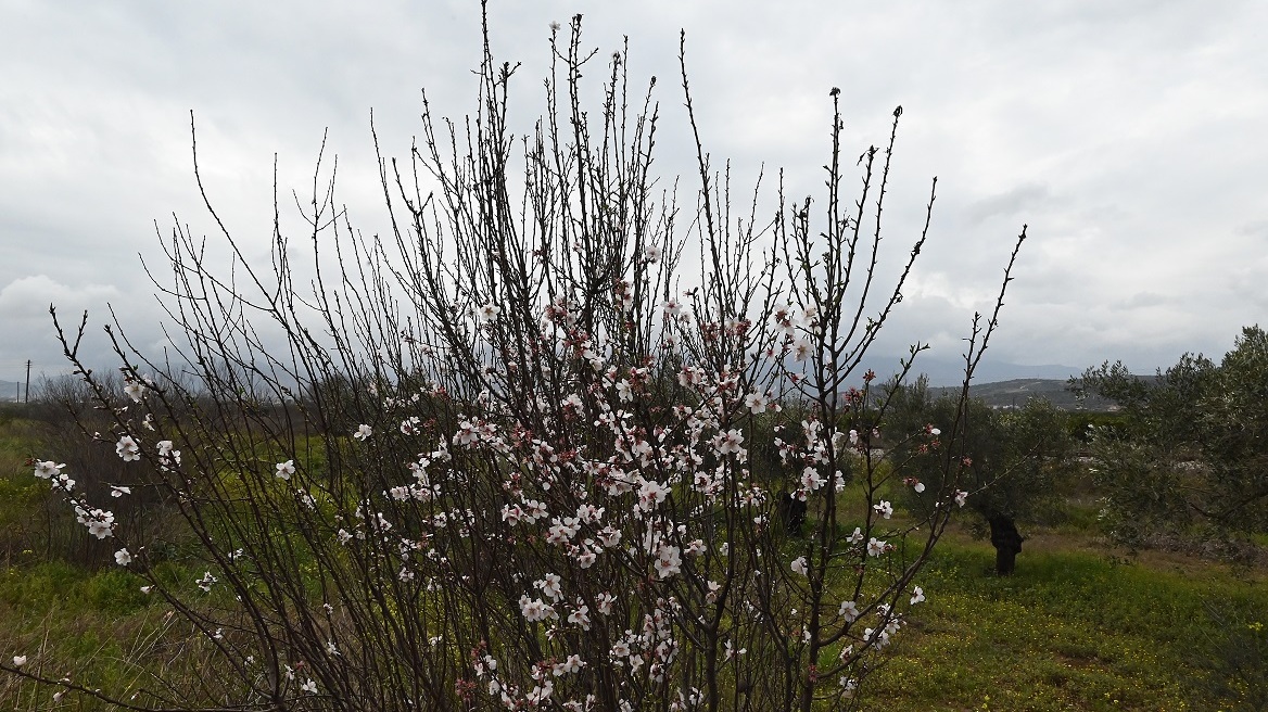 Καιρός: Άνοδος της θερμοκρασίας με 19άρια την Τετάρτη - Πού θα βρέξει