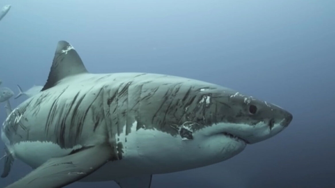 Ο «σημαδεμένος» καρχαρίας που έχει τραβήξει τα βλέμματα των ειδικών: Οι εικασίες για τα σημάδια που έχει αποκτήσει