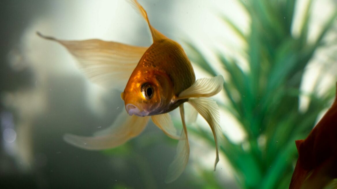 Πόσο ζουν τα χρυσόψαρα; Πώς να βοηθήσετε το ψάρι σας να ζήσει πολύ