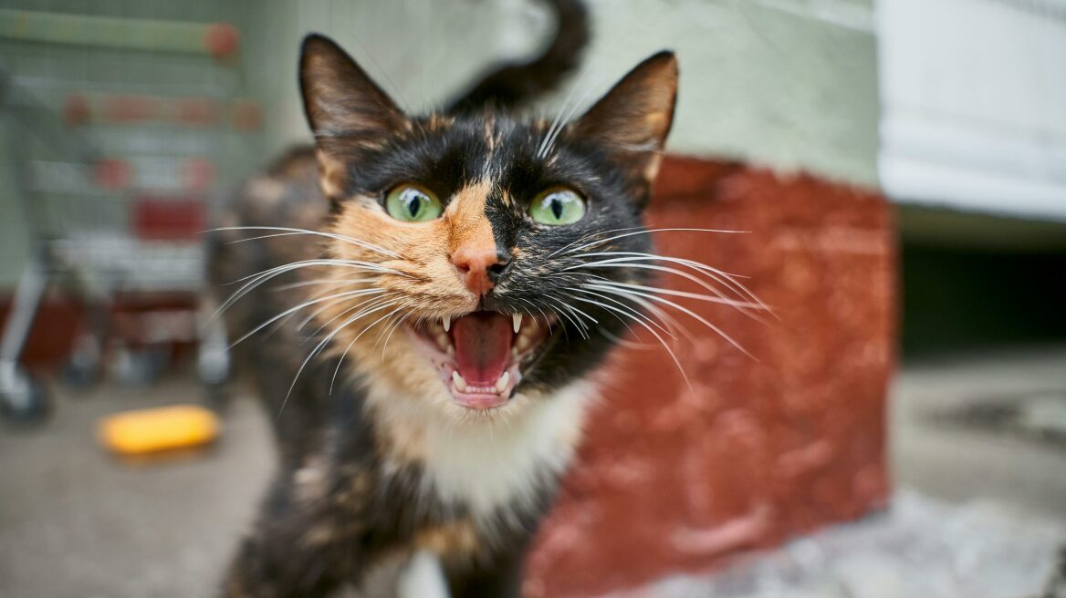 Οι 5 πιο συνηθισμένοι ήχοι που κάνουν οι γάτες