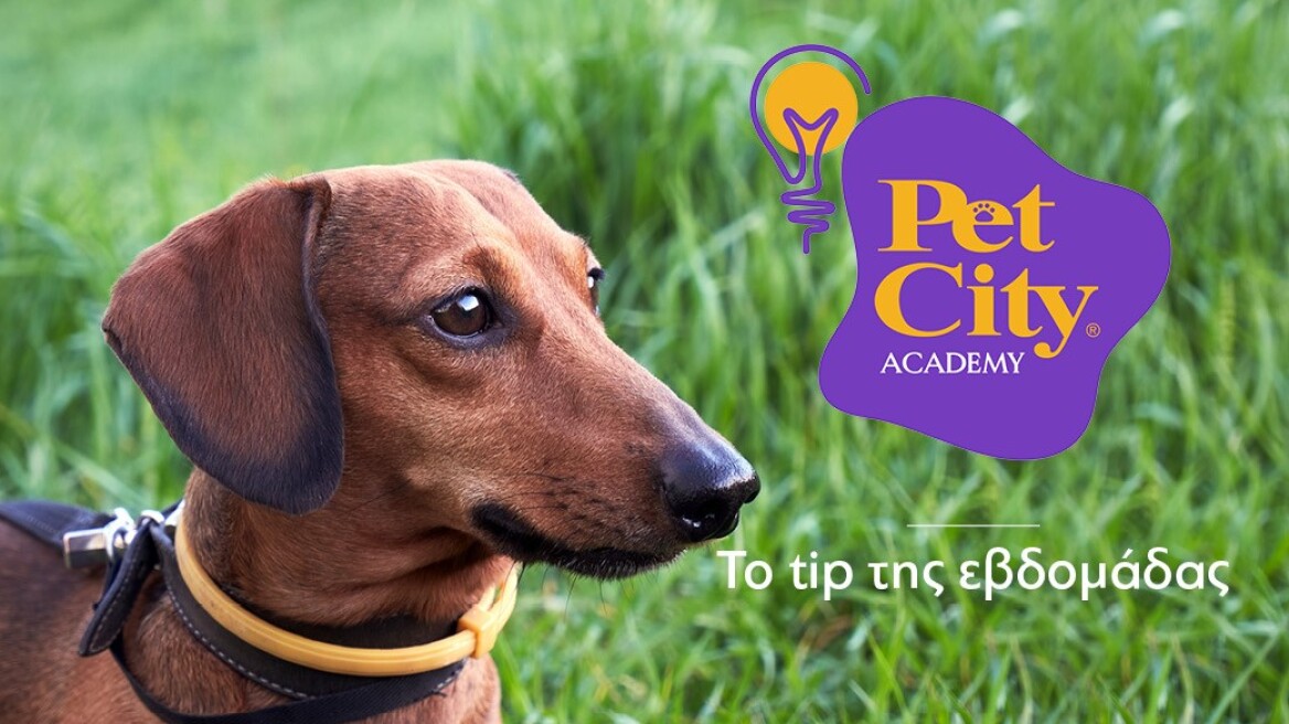 Γιατί η αντιπαρασιτική προστασία του σκύλου σας είναι τόσο σημαντική