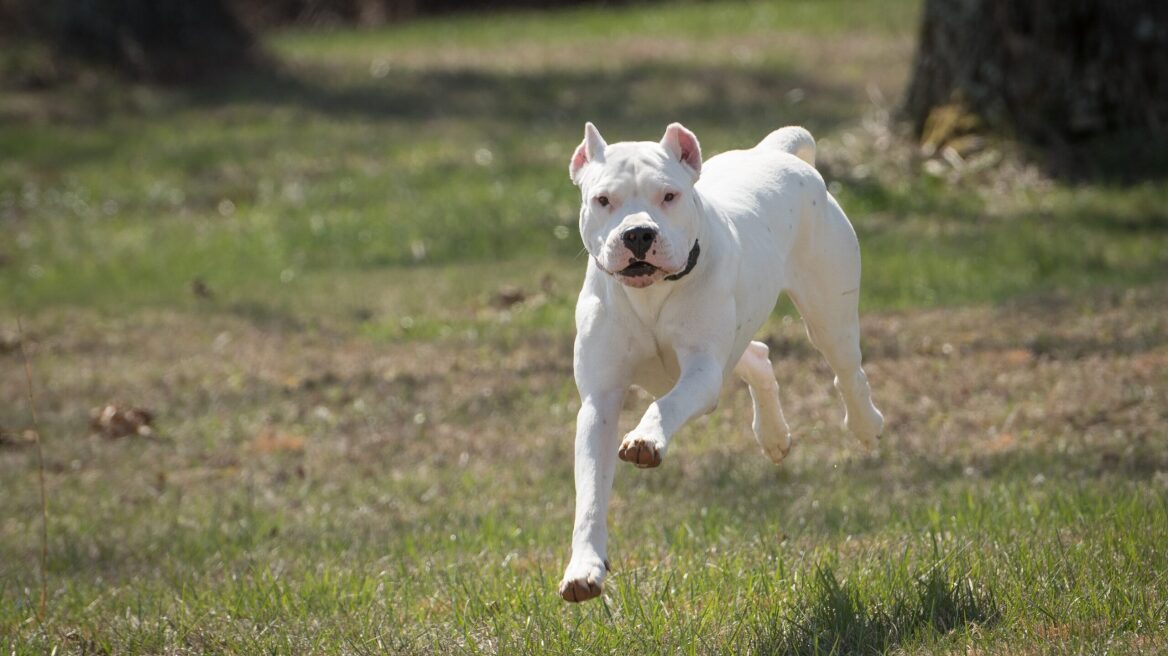Dogo Argentino: 6 πράγματα που πρέπει να γνωρίζετε για αυτούς τους μοναδικούς σκύλους από την Αργεντινή