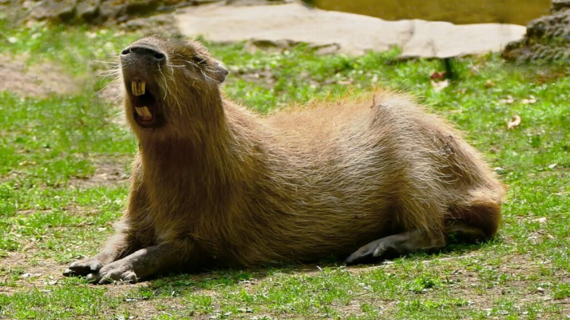 Καπιμπάρα: Τα μεγαλύτερα τρωκτικά του κόσμου είναι και τα πιο φιλικά – δείτε τα βίντεο