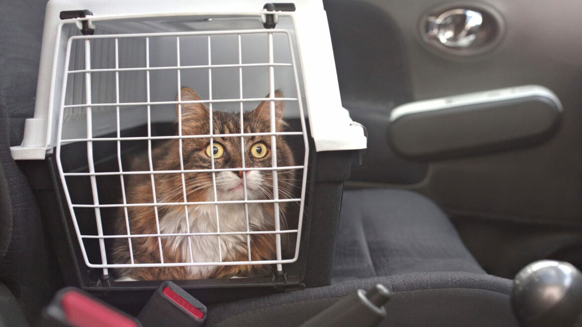 Κλουβί μεταφοράς γάτας: Βασικοί κανόνες για την επιλογή και τη χρήση του