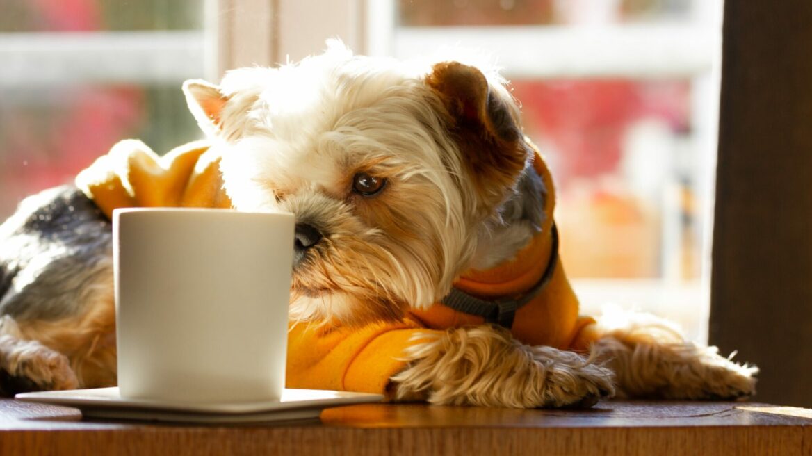 Τι πρέπει να κάνετε αν ο σκύλος σας πιει καφέ