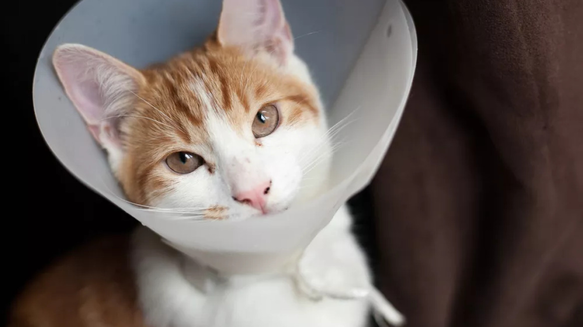 Τι να κάνετε αν ανοίξουν τα ράμματα της γάτας σας μετά τη στείρωση