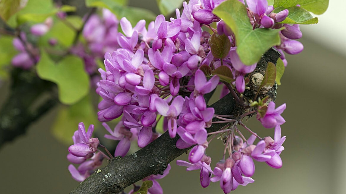 5 φυτά για τον κήπο σας που φέρνουν την άνοιξη