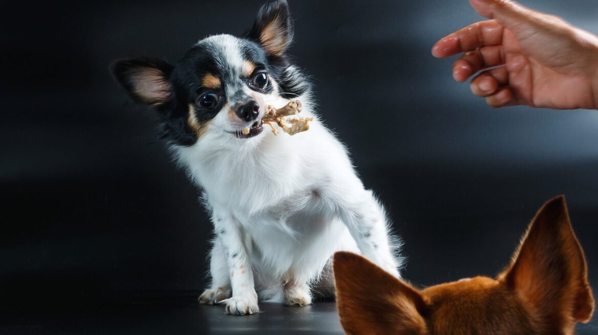 Όσα πρέπει να κάνετε αν ο σκύλος σας φάει κόκκαλο από κοτόπουλο