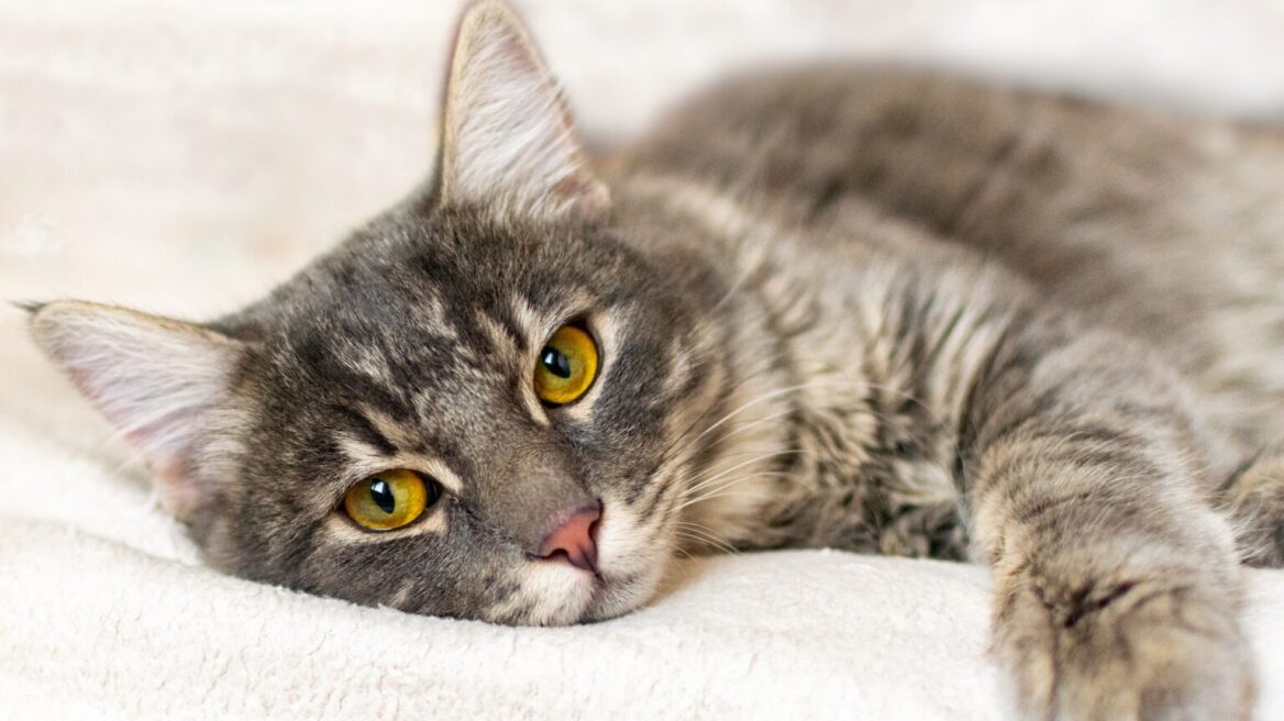 Τι είναι η λοιμώδης περιτονίτιδα της γάτας