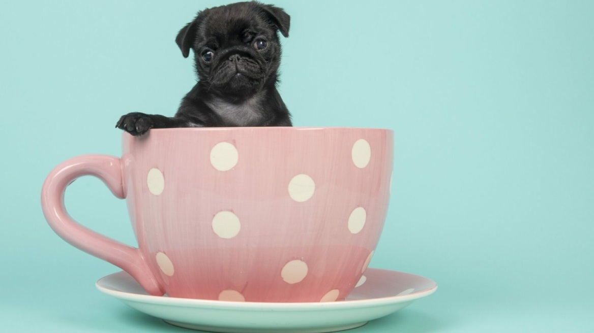 Τι δεν γνωρίζετε (αλλά πρέπει) για τα teacup σκυλάκια- Η αλήθεια πίσω από την εκτροφή τους