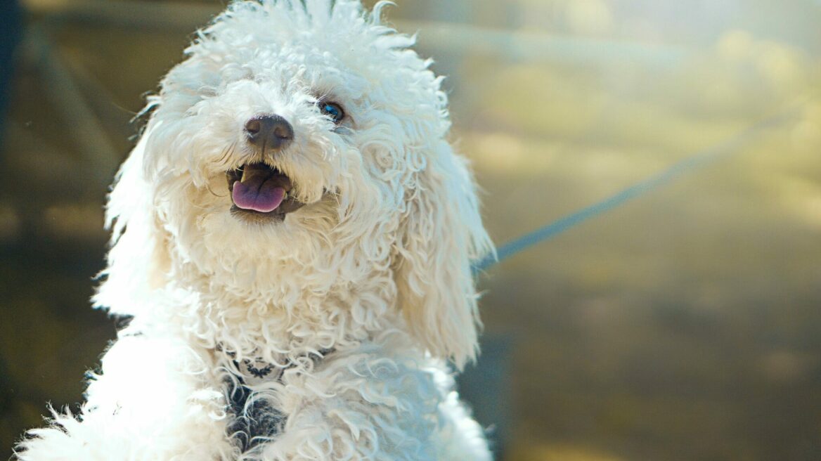 Πώς να επιλέξετε το κατάλληλο όνομα για τον σκύλο σας