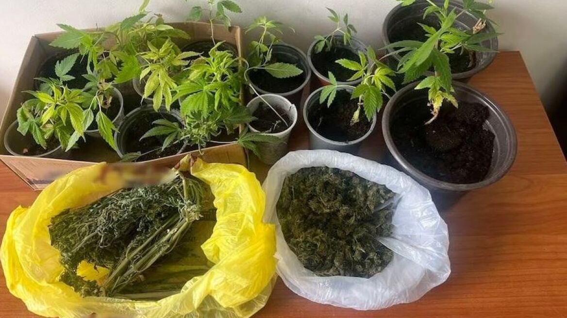 Βρήκαν χασισοφυτεία σε σπίτι στον Πύργο