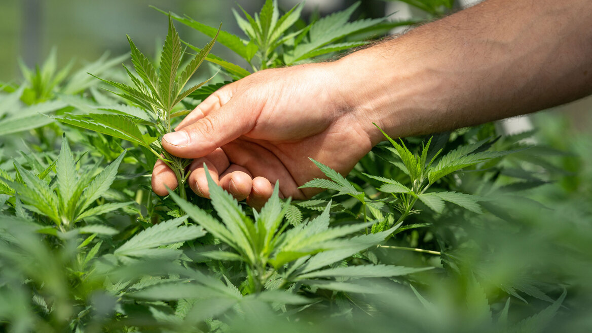 Γερμανία: Νομιμοποιεί τη χρήση κάνναβης - Τι θα επιτρέπεται και τι όχι