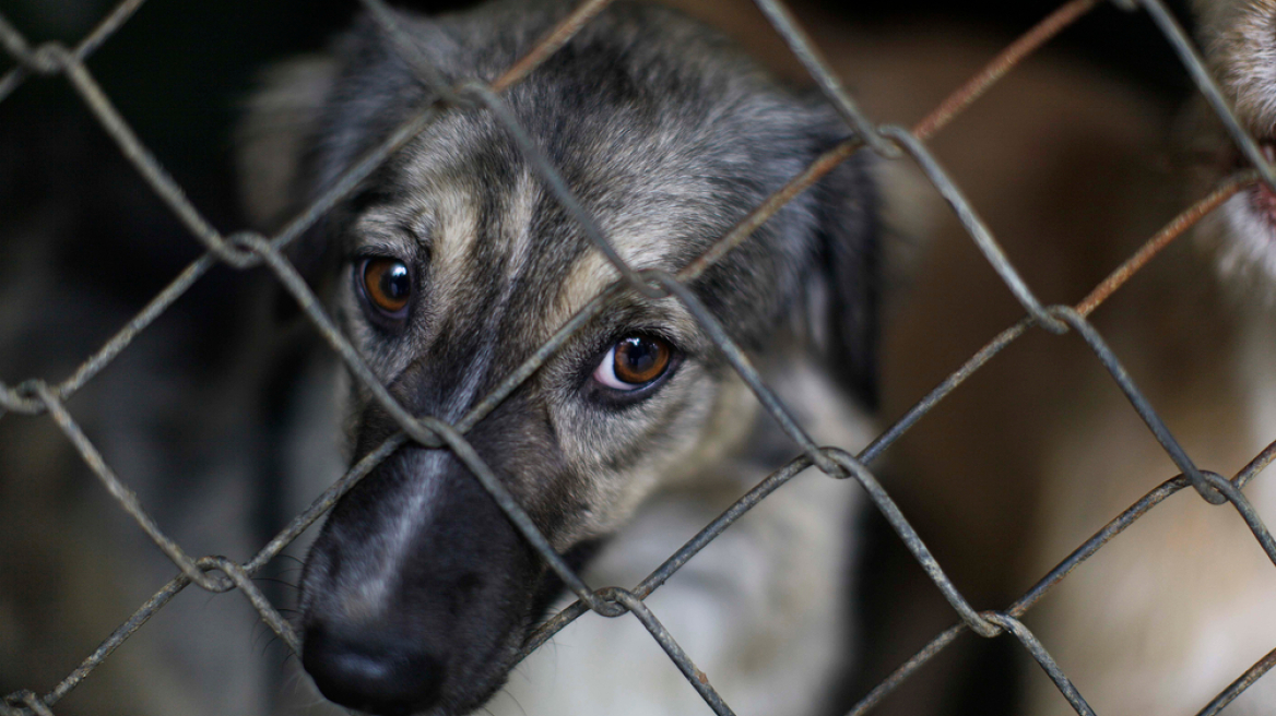 Σεμινάριο στην Αθήνα σε δικαστές και εισαγγελείς για την κακοποίηση των ζώων