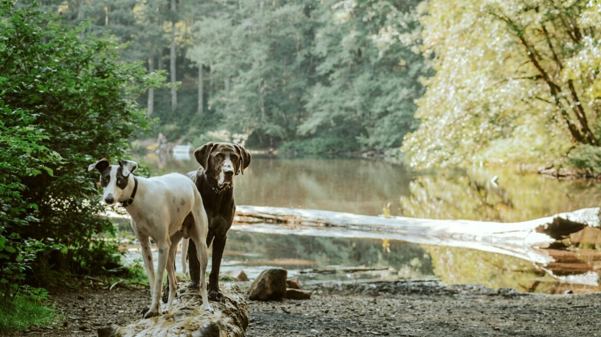 Γιατί τα σκυλιά κολλάνε μαζί όταν ζευγαρώνουν