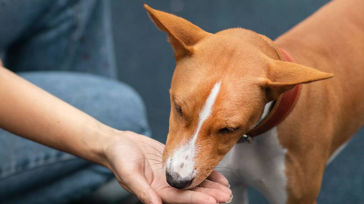 Τι μπορεί να συμβαίνει όταν ο σκύλος δεν τρώει από το πιάτο του αλλά μόνο από το χέρι σας