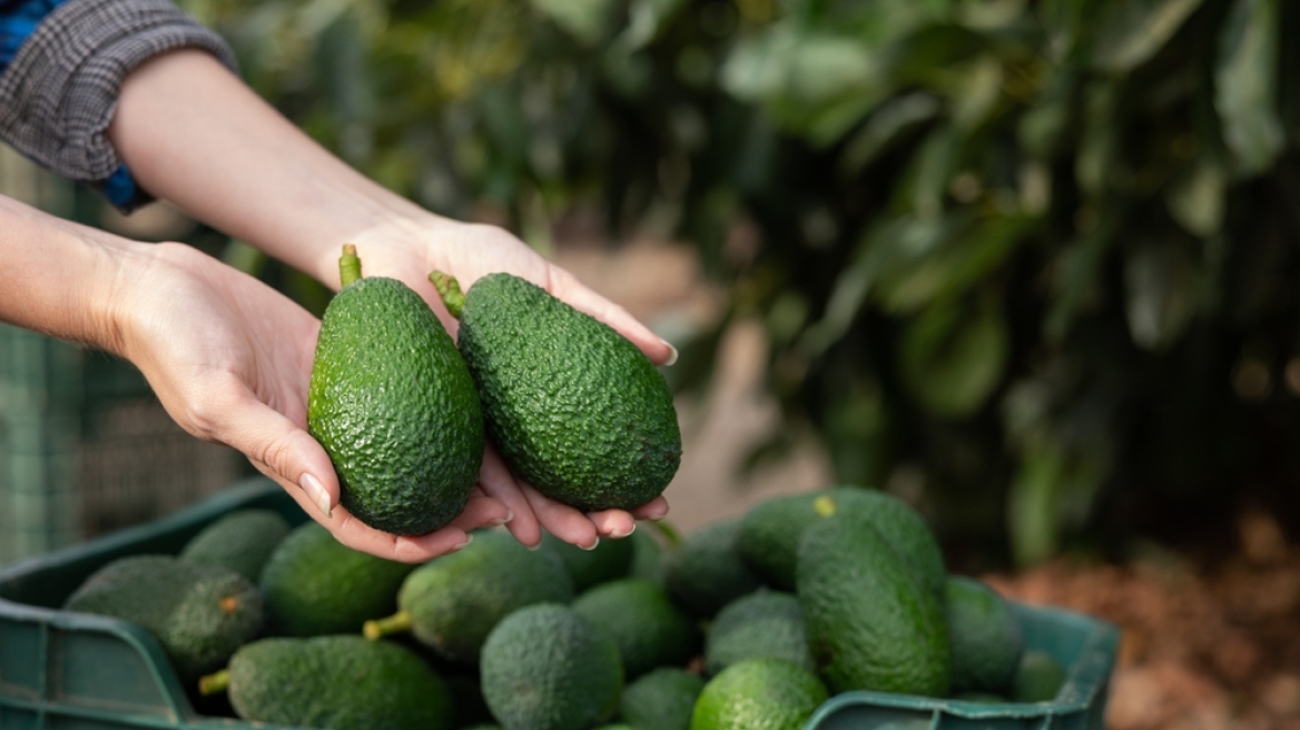 Επιτήδειοι κλέβουν τις σοδιές των αβοκάντο στα Χανιά