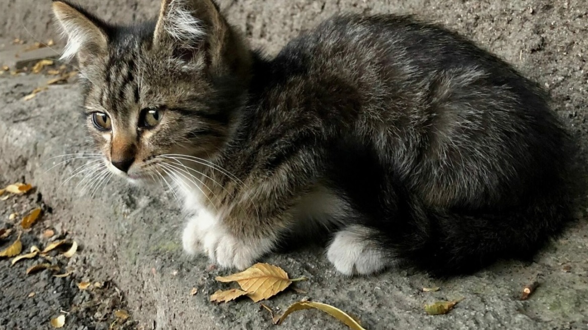 Χάσατε τη γάτα σας και την ψάχνετε; Κάντε 3 ήχους για να μπορέσει να γυρίσει πίσω