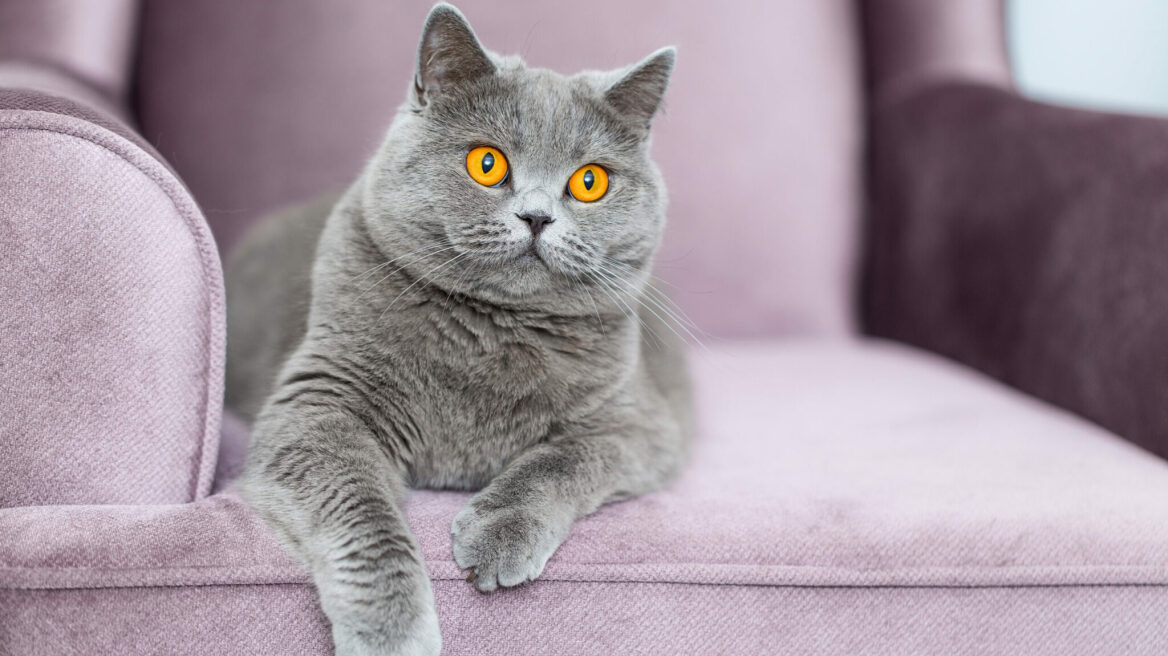 10 πράγματα για τις βρετανικές κοντότριχες γάτες που θα σας κάνουν να τις αγαπήσετε περισσότερο