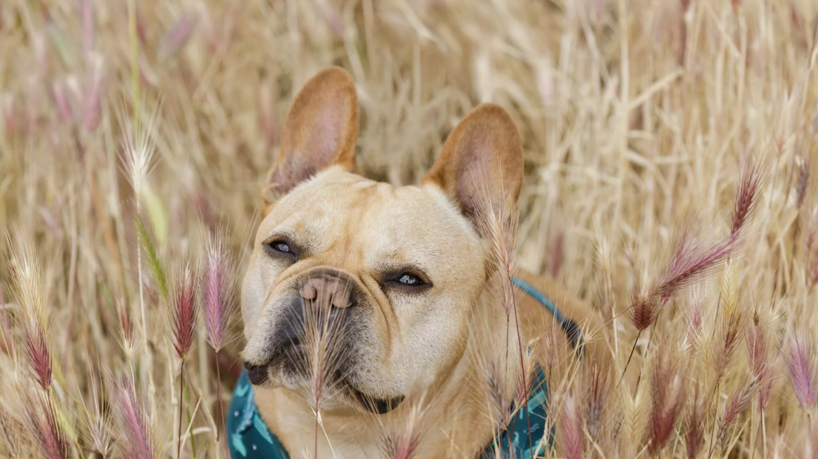 Σκύλοι και άγανα: μια επίπονη ιστορία