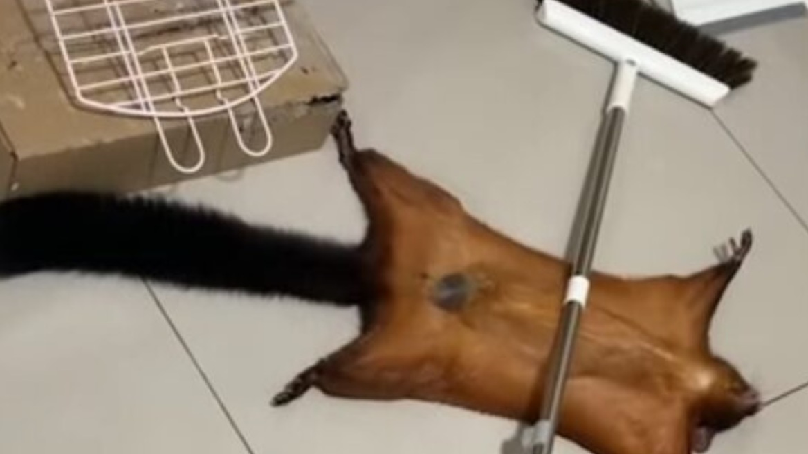 Ιπτάμενος σκίουρος κάνει «τον ψόφιο κοριό» σε ξεκαρδιστικό βίντεο – Γιατί κάποια ζώα παριστάνουν τα πεθαμένα