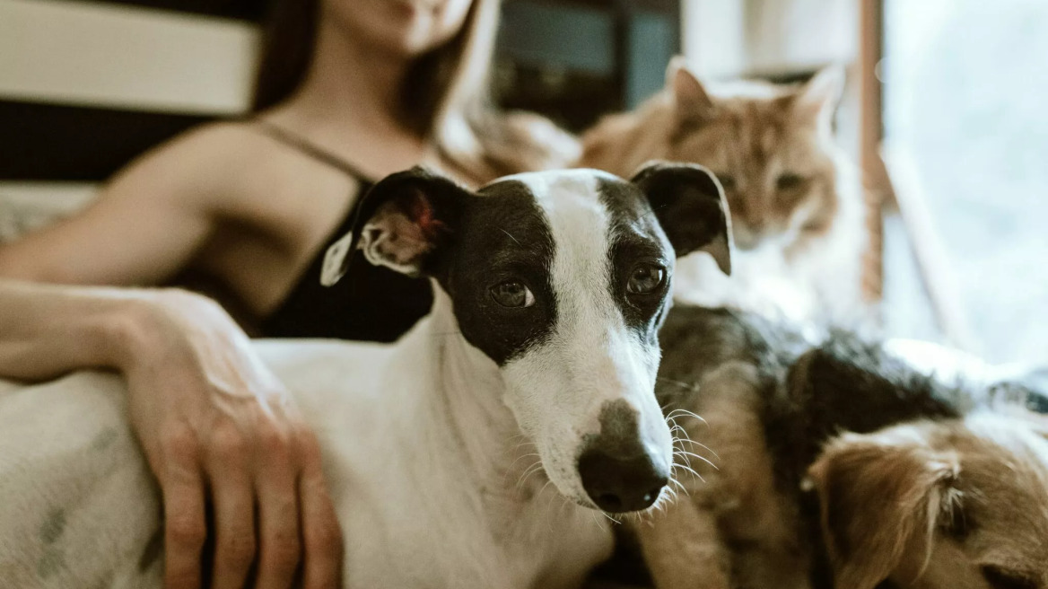 Τι χρειάζεται για να γίνετε pet keeper -Σαν baby sitting αλλά για κατοικίδια