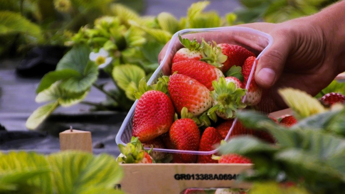 Ζουμερές φράουλες παντός καιρού