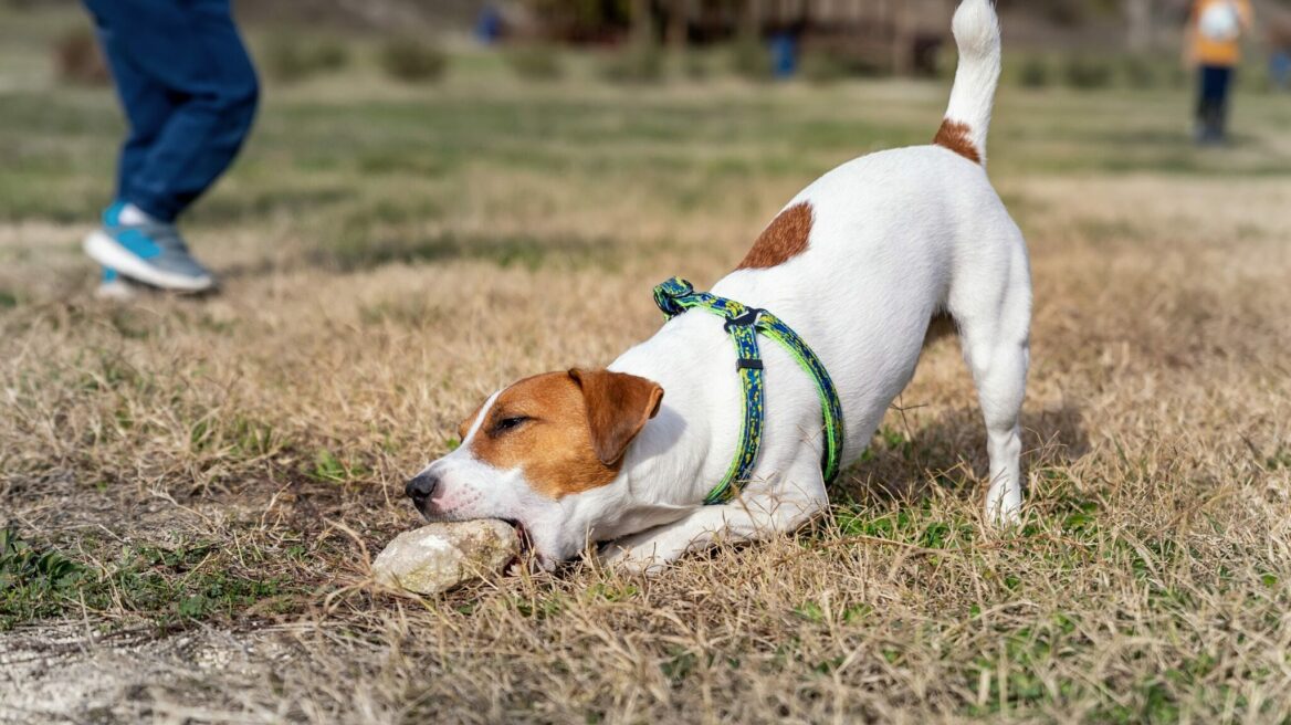 Γιατί οι σκύλοι τρώνε πέτρες και τι μπορείτε να κάνετε για να τους σταματήσετε