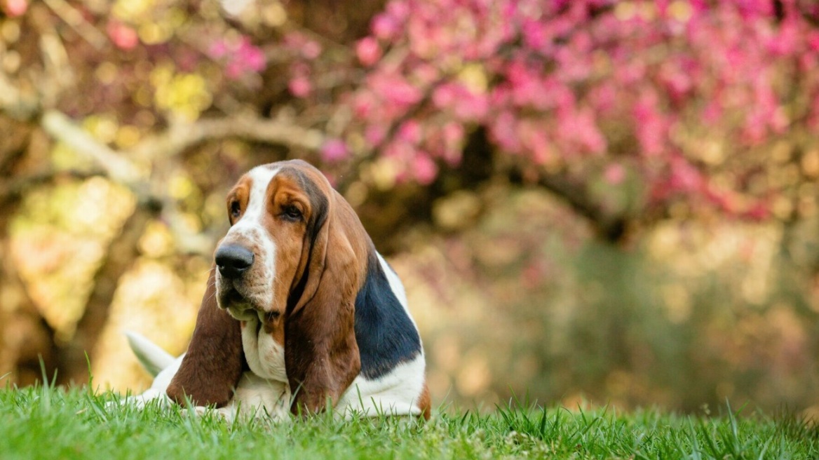 Οι 10 πιο τεμπέλικες ράτσες σκύλων