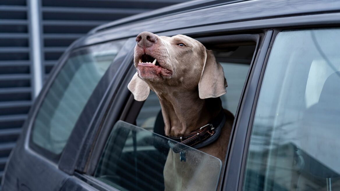 Γαβγίζει ασταμάτητα ο σκύλος σας όταν είναι μέσα στο αυτοκίνητο; Πώς να τον σταματήσετε
