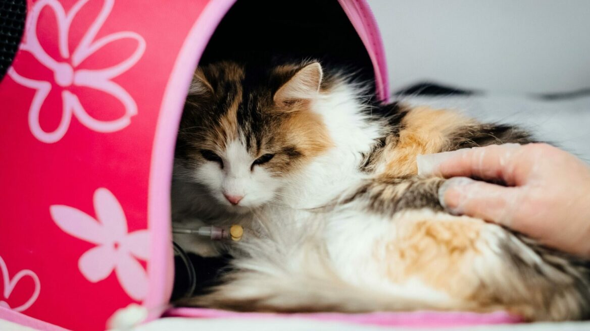 Πότε πρέπει να πάτε τη γάτα σας στα επείγοντα