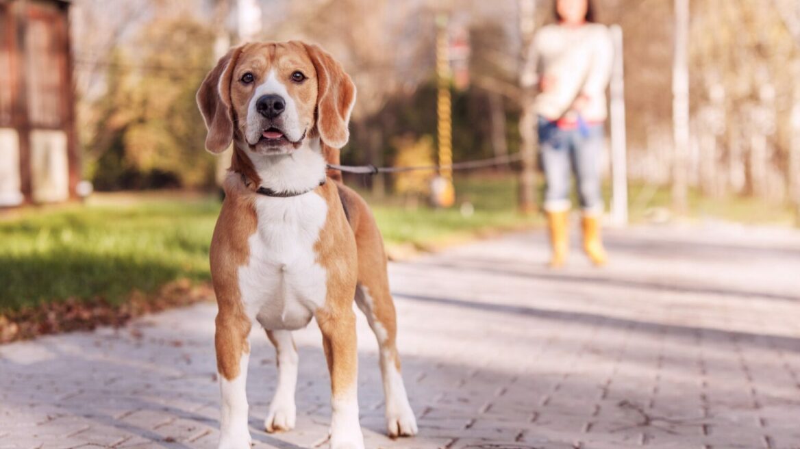 Όσα πρέπει να γνωρίζετε πριν πάρετε ένα Beagle
