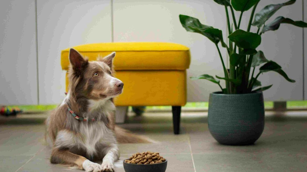 Οι πιο συχνοί μύθοι για την διατροφή του σκύλου