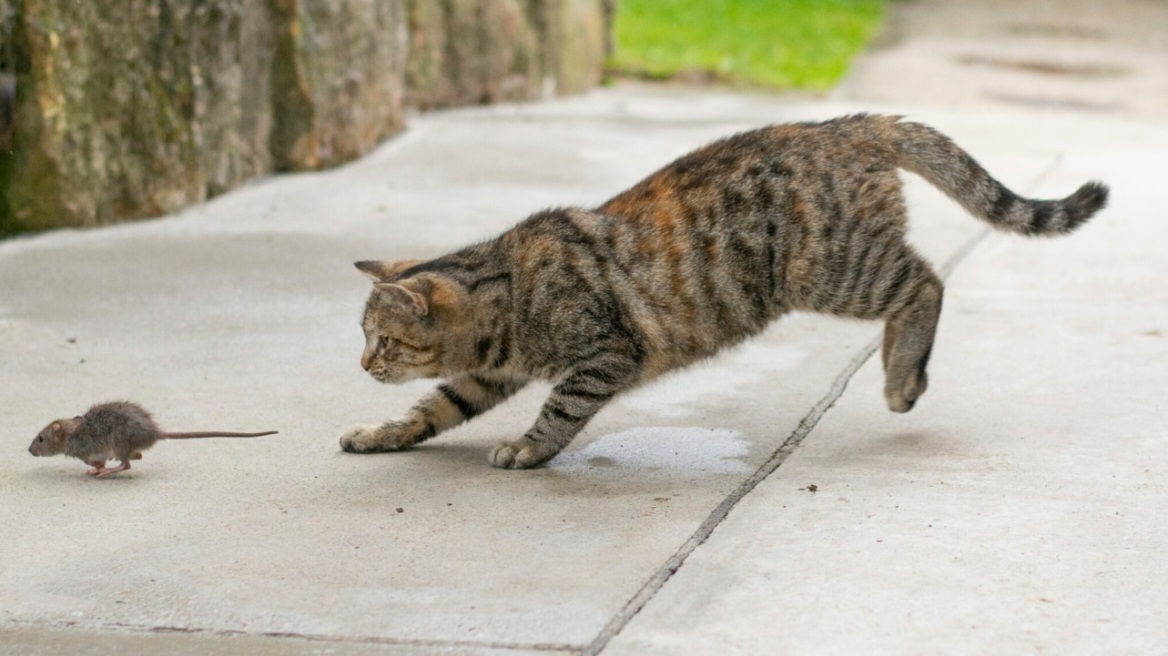 Τι θα συνέβαινε αν η γάτα σας έτρωγε ένα ποντίκι που είχε φάει δηλητήριο