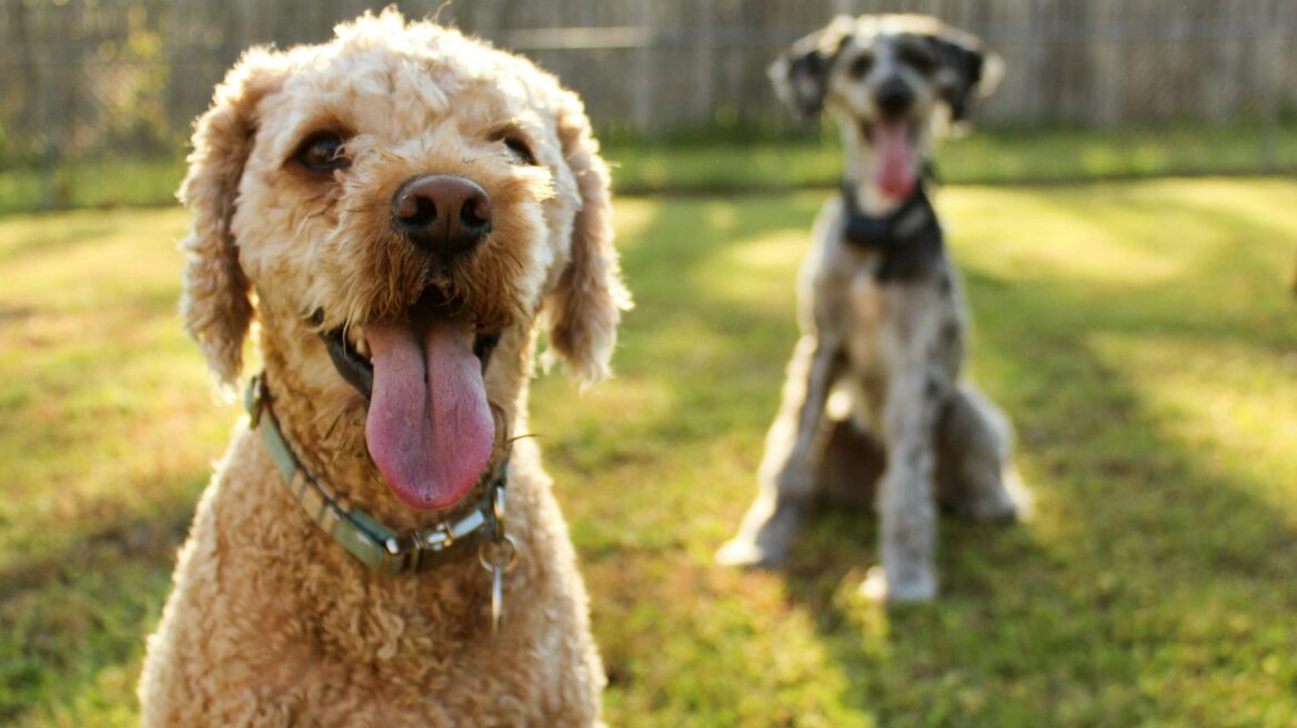 Γιατί οι μικρόσωμοι σκύλοι ζουν περισσότερο από τους μεγαλόσωμους