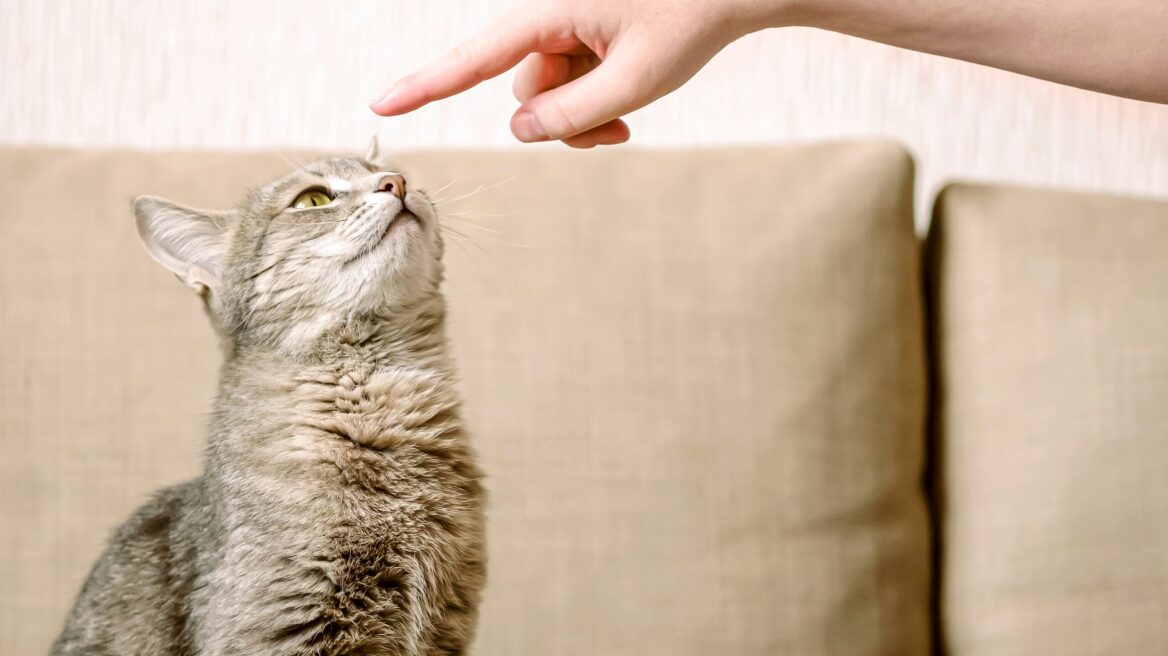 Τι να κάνετε για να σας ακούει η γάτα σας