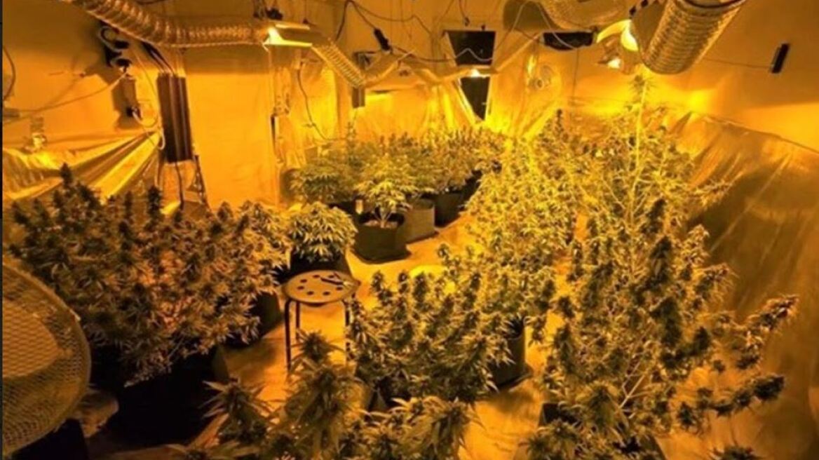 Με κάμερα επόπτευε τη χασισοφυτεία εσωτερικού χώρου