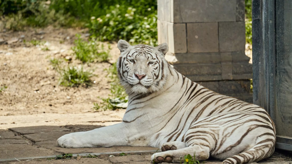 Πώς ζουν τα ζώα με αλφισμό στην άγρια φύση