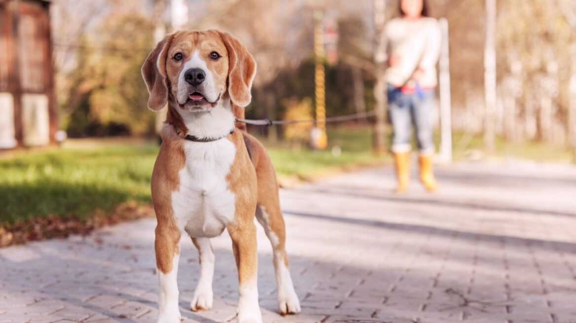 6 πράγματα που δεν πρέπει να αφήνετε τον σκύλο σας να κάνει δημόσια