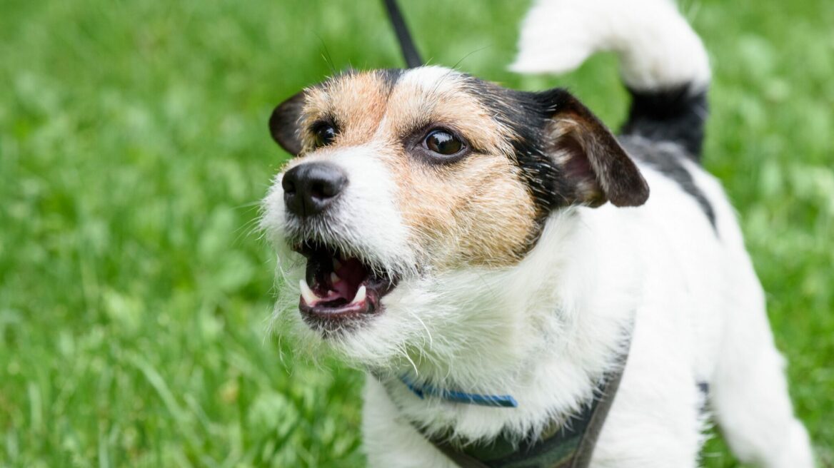 Πώς μπορείτε να σταματήσετε τον σκύλο σας να γαβγίζει στους άλλους σκύλους