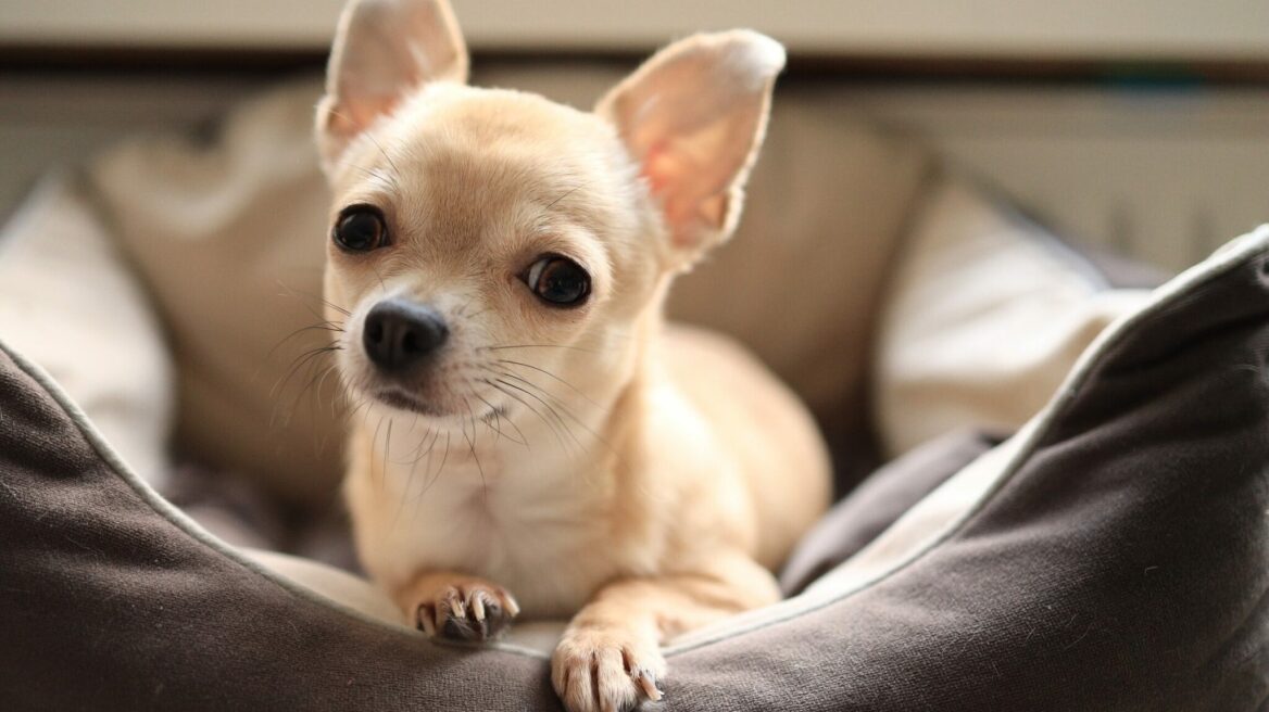 Έχουν περίοδο τα θηλυκά σκυλιά; Τι να περιμένετε