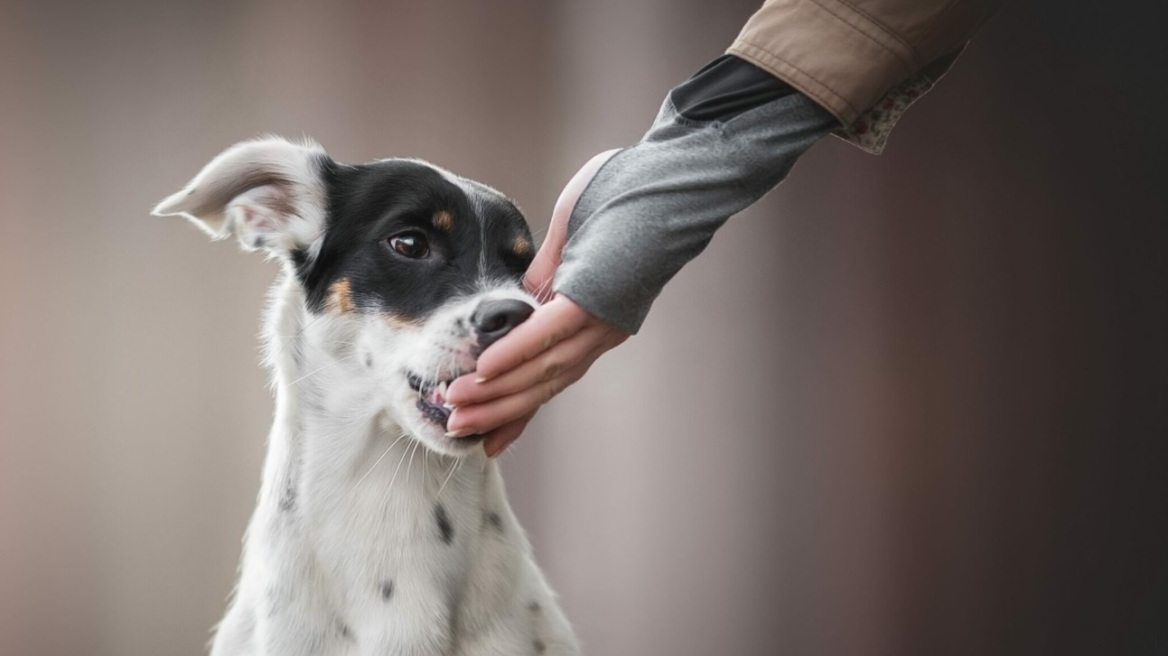 Μπορούν οι σκύλοι να “μυρίσουν” το PTSD; Ερευνητές απαντούν