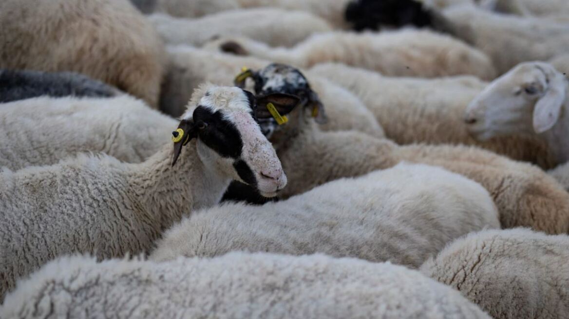 Πέλλα: Φωτιά σε ποιμνιοστάσιο έκαψε 30 πρόβατα