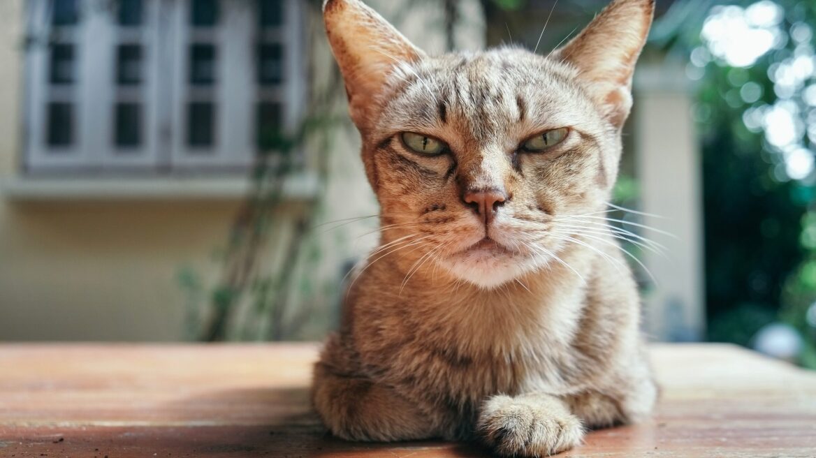 Αυτοί είναι οι πιθανοί λόγοι που η γάτα σας άρχισε να χάνει ξαφνικά βάρος